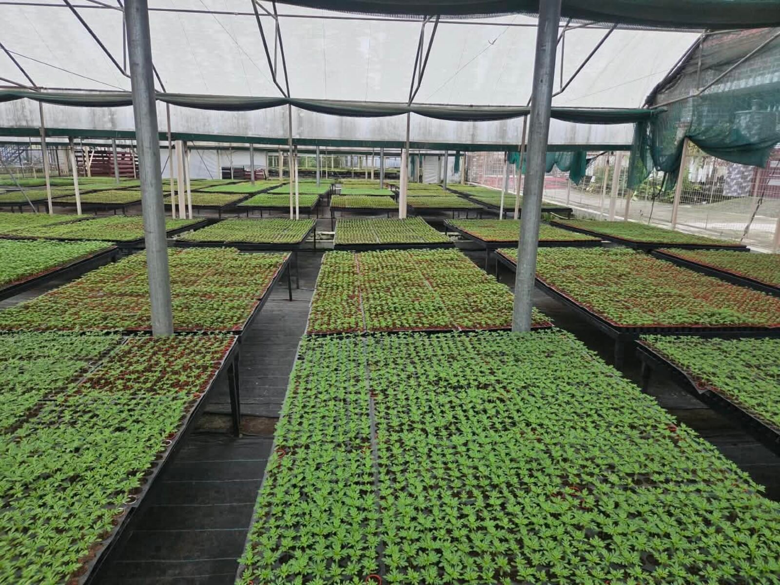 Rows of seedling trays under greenhouse shade netting