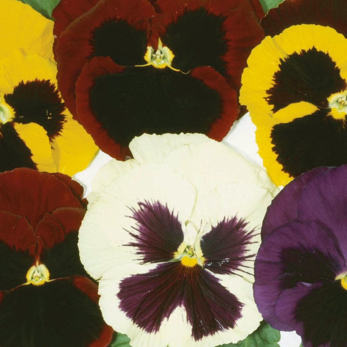 Mixed pansy flowers in red, yellow, purple and white