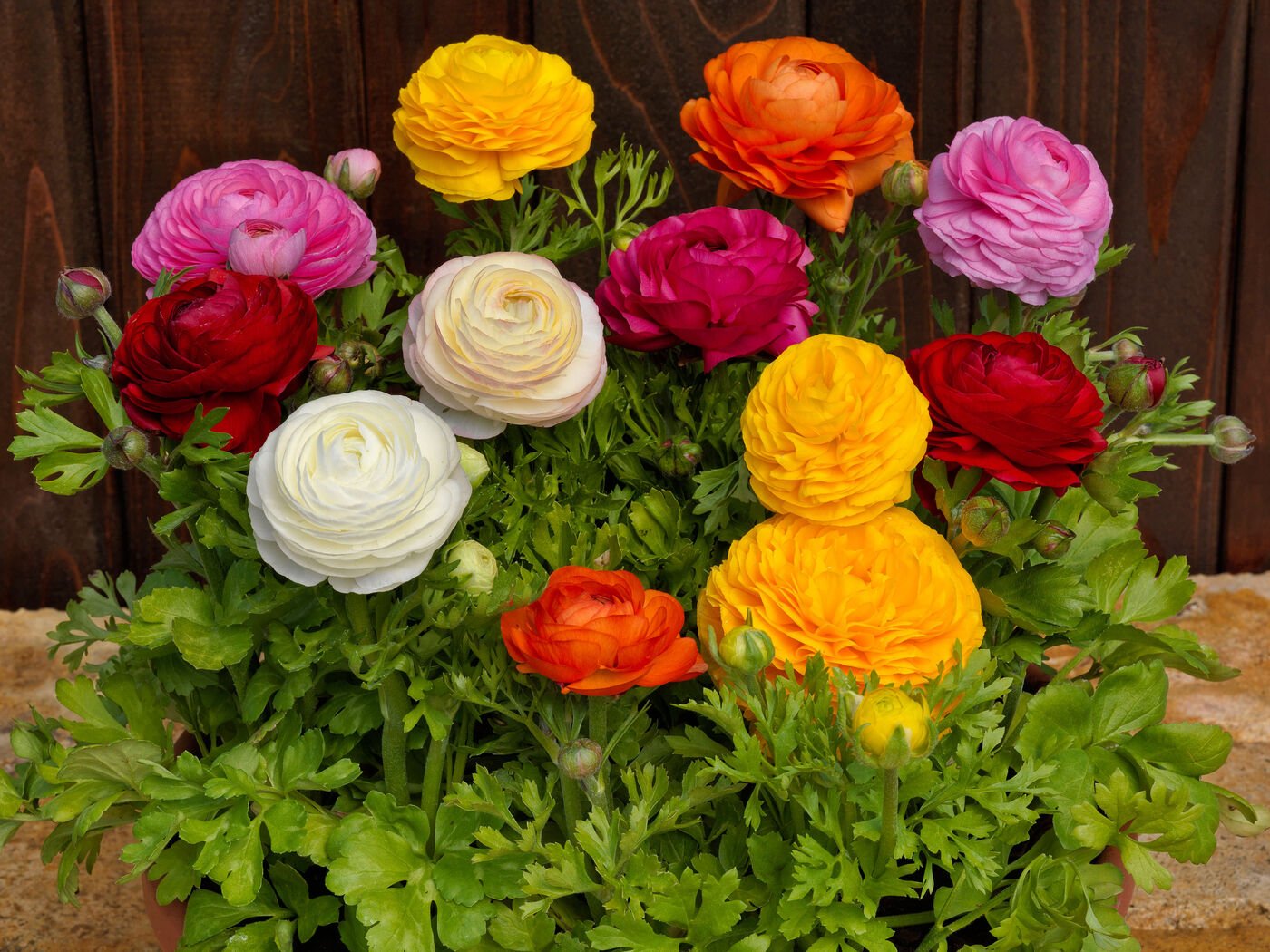 A bunch of ranunculus flowers in mixed colours