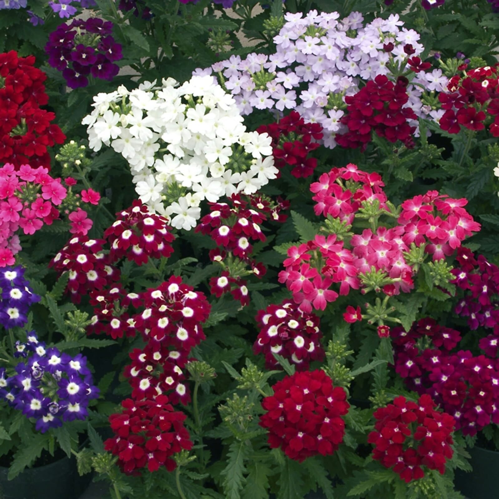 Verbena flowers in red, pink, purple and white