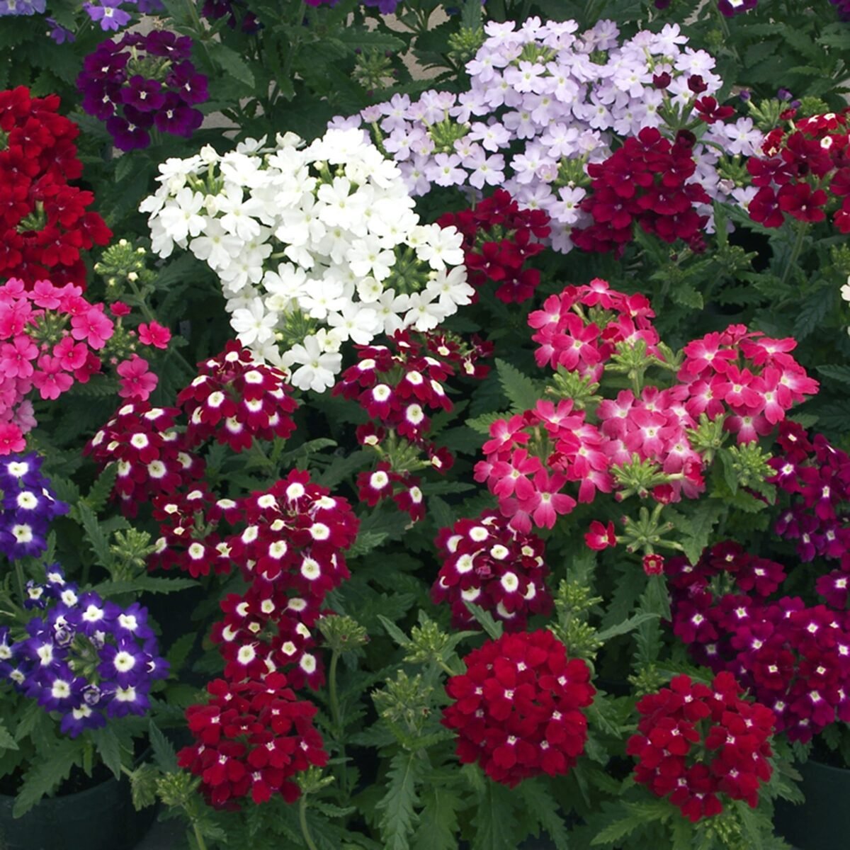 A dense cluster of purple, white and pink verbena flowers